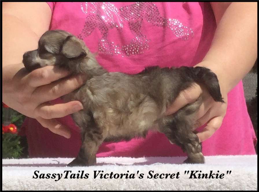 Sassytails Victoria's Secret
