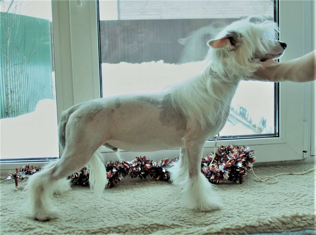 Angel O'chek Tolstik Rezviy