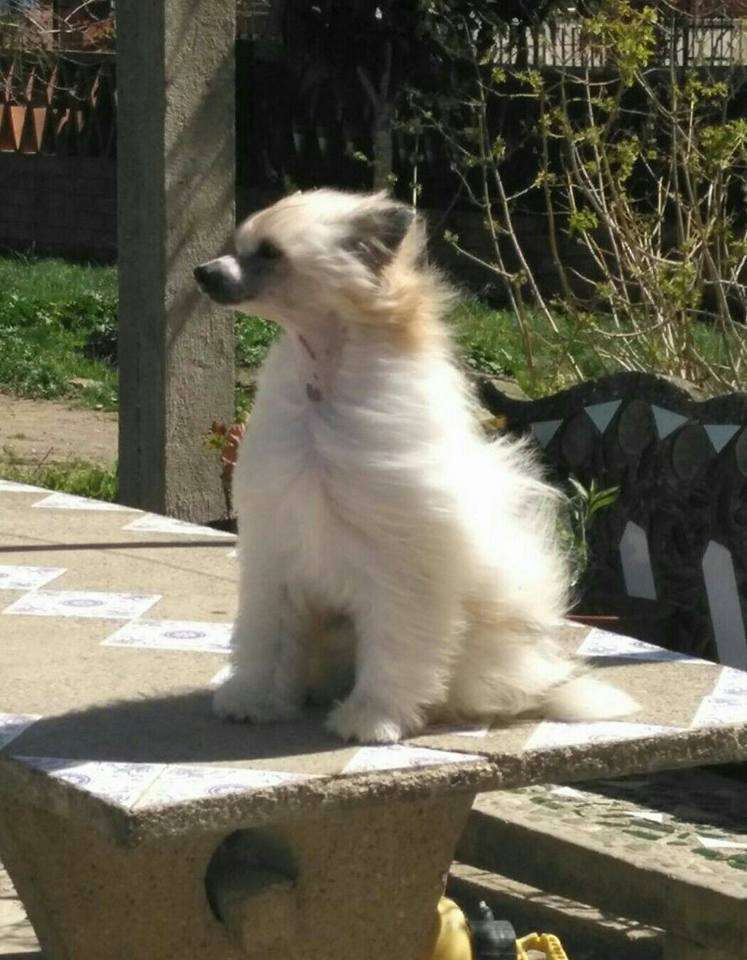 Hell Cowboys The Light behind your Eyes