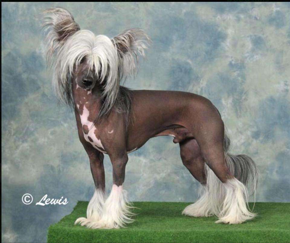 Elfallons Little Dragon