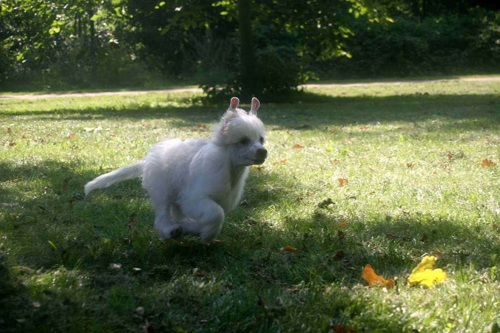 Edcullen's Glade Gilderoy Lockhart