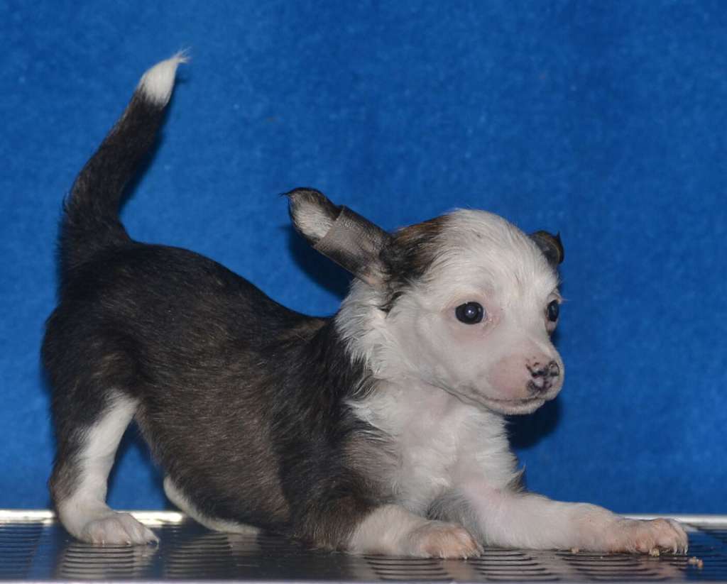 Magic of Success Clementina