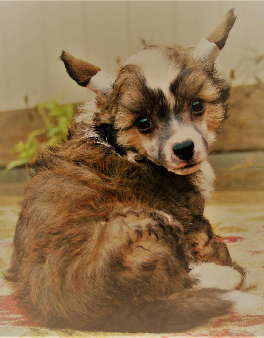 Angel O'chek Chegevara