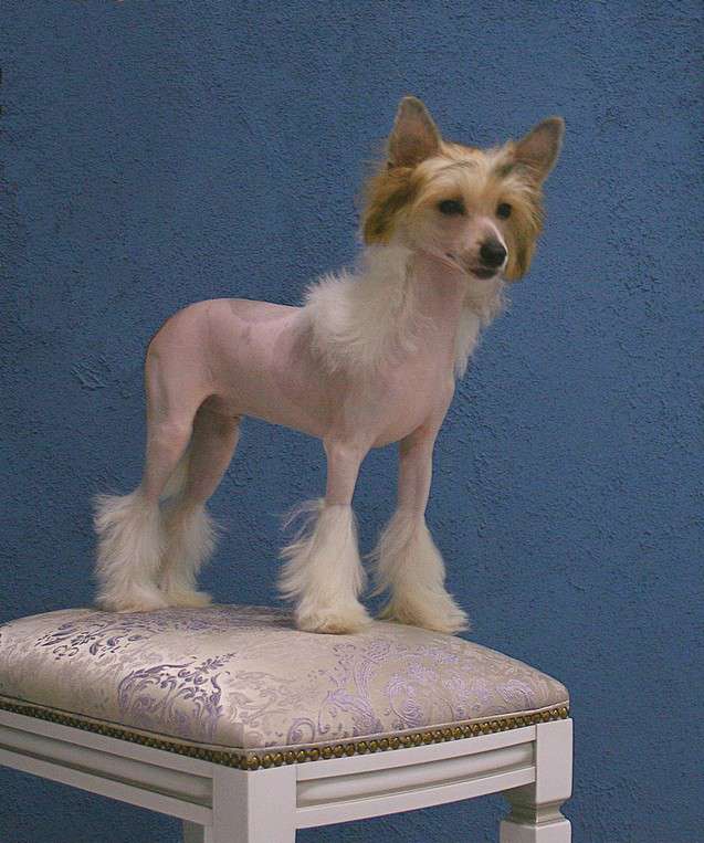 Angel O'chek Tsesarevich Miniatura Club