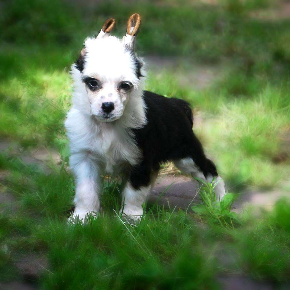 Malibu Blue Juna Dogs Fci