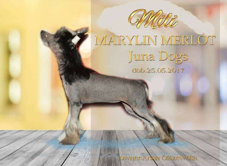Marylin Merlot Juna Dogs Fci