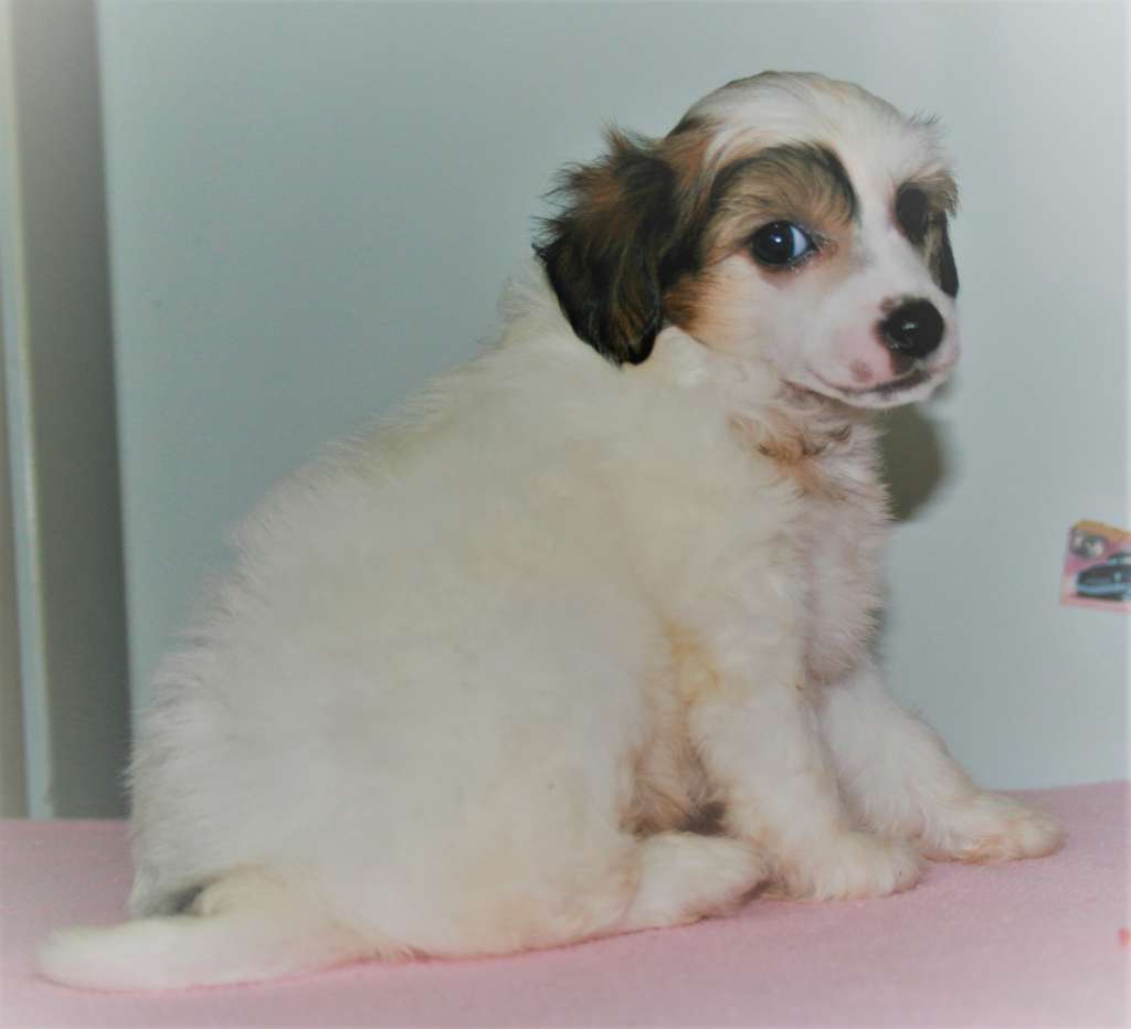 Angel O'chek Tsitseron