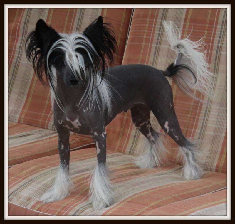 number one du pavé de varennes