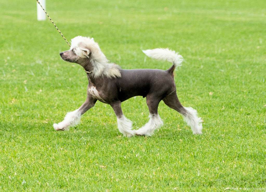 Glanore Strip Jack Polka