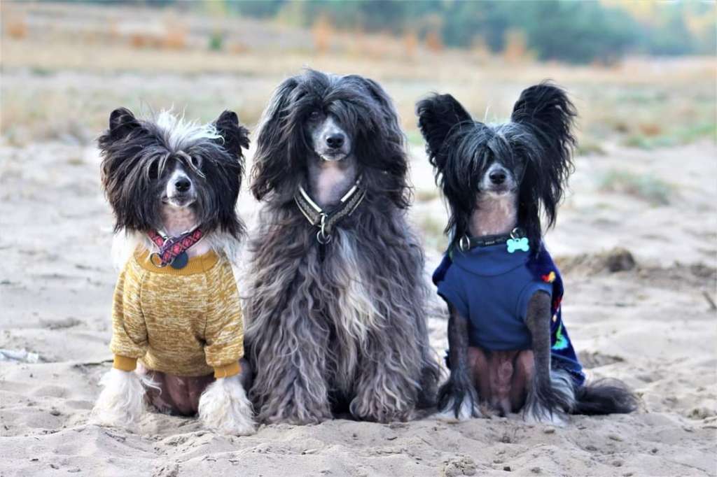 Amaroy Dream of Coffee Roingold FCI