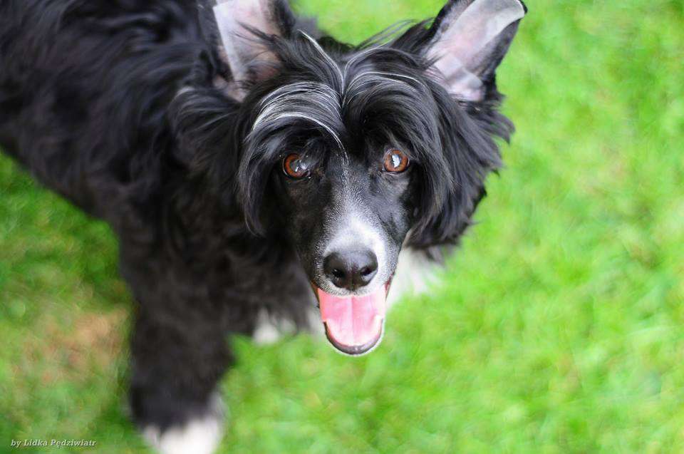 Assan Dream Of Coffee Roingold FCI