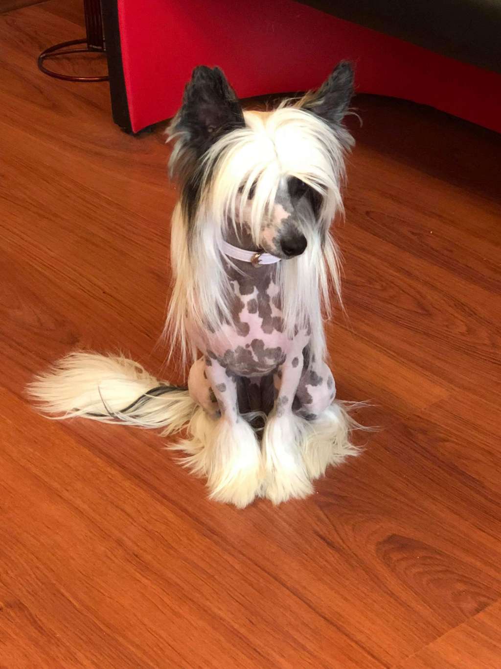 Arabica Dream Of Coffee Roingold FCI