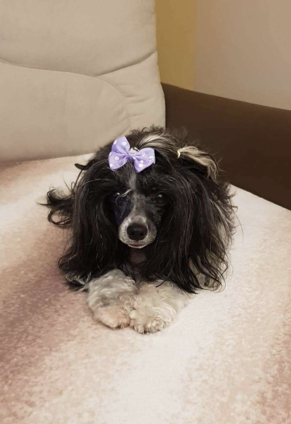 Aurile Dream of Coffee Roingold FCI