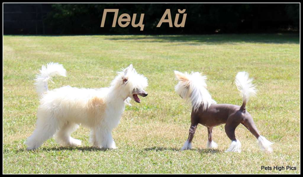 Pets High Nadiejda Vittoria