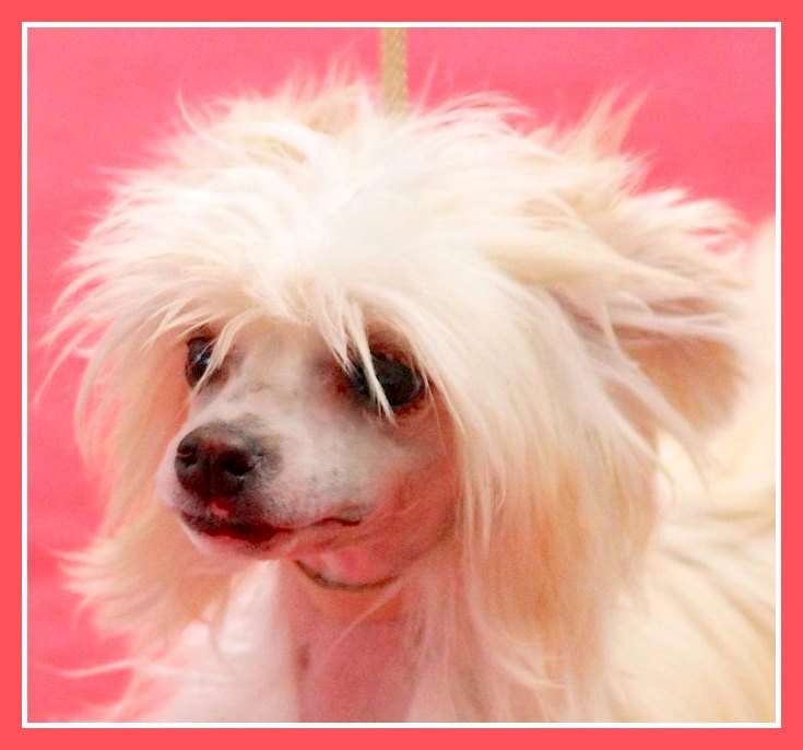 Pets High Nin Anaïs