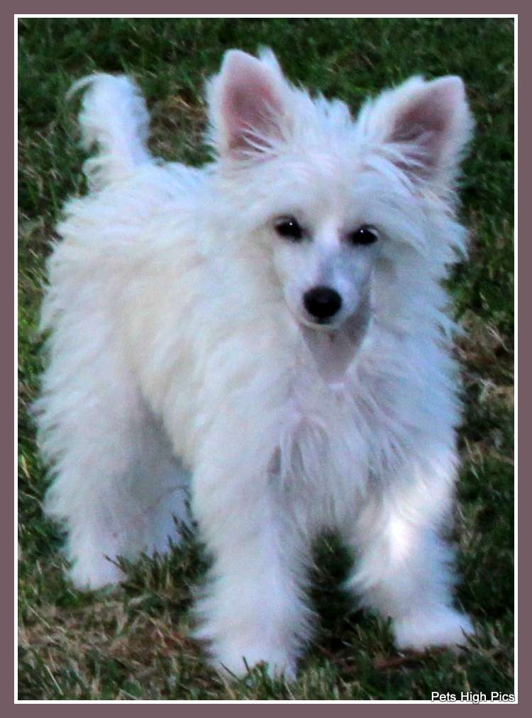 Pets High Neva Elisabetta