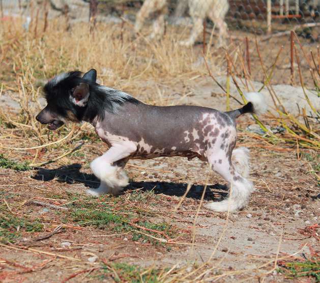 Zavier Molosos Gratzi