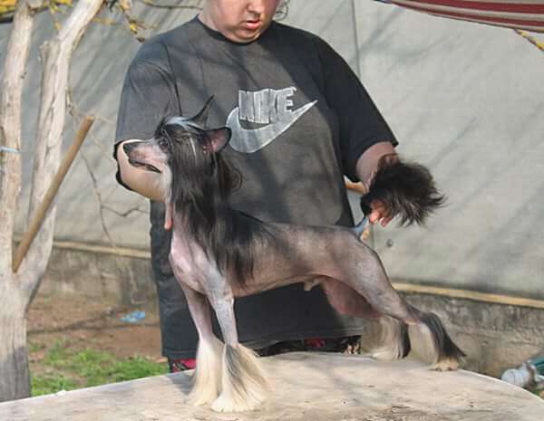 Zafir Molosos Gratzi