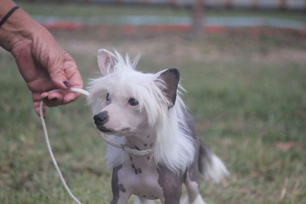 Nailah My Bareback Pony