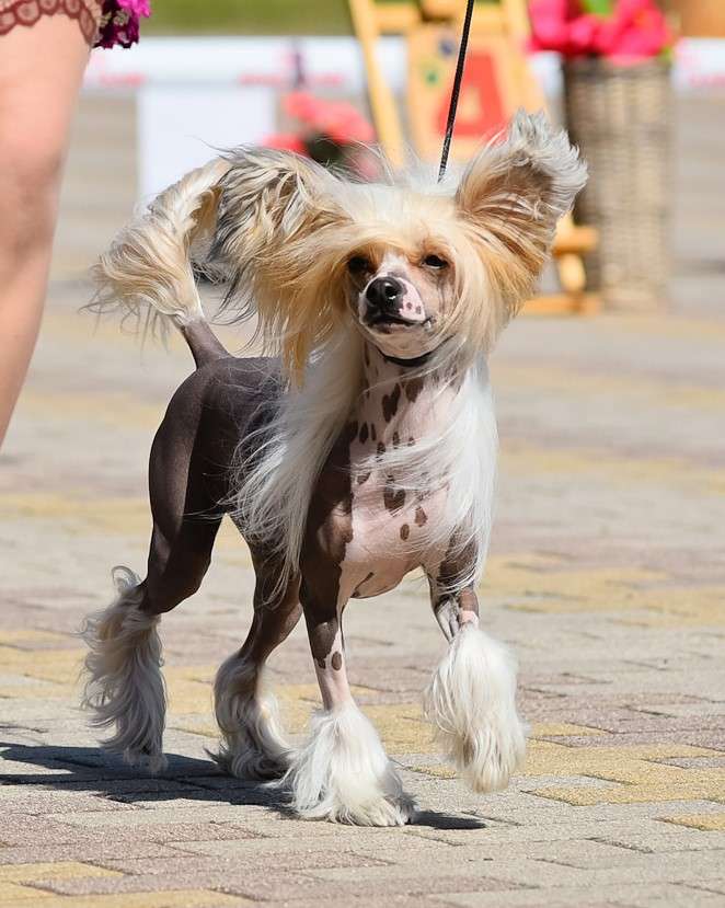 Joyway's As Legend Has It