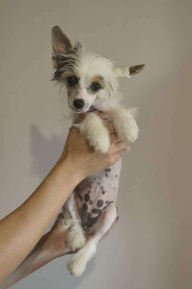 Fiery Fame Only Your