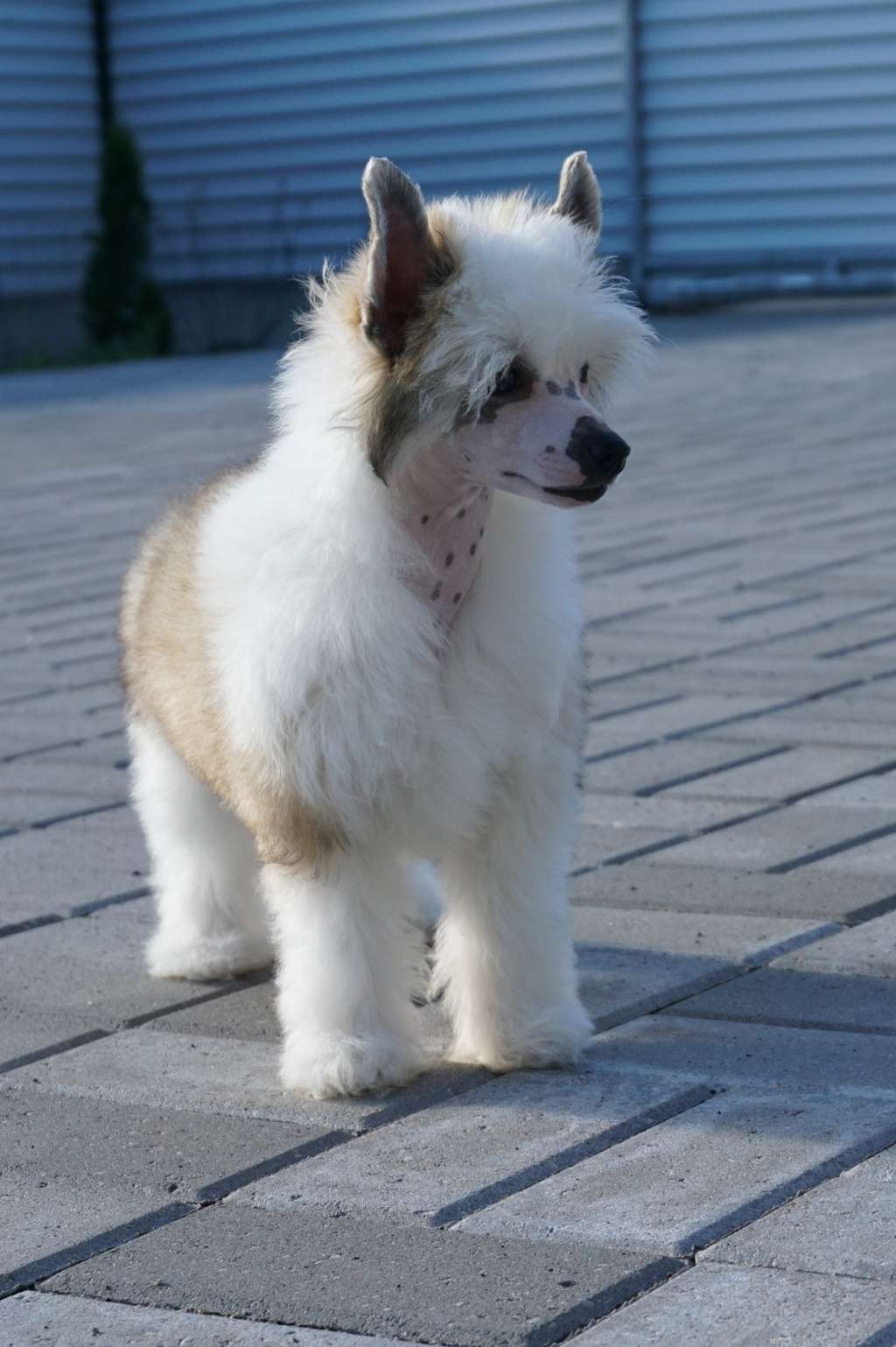 Baltic Brevity Gambitas