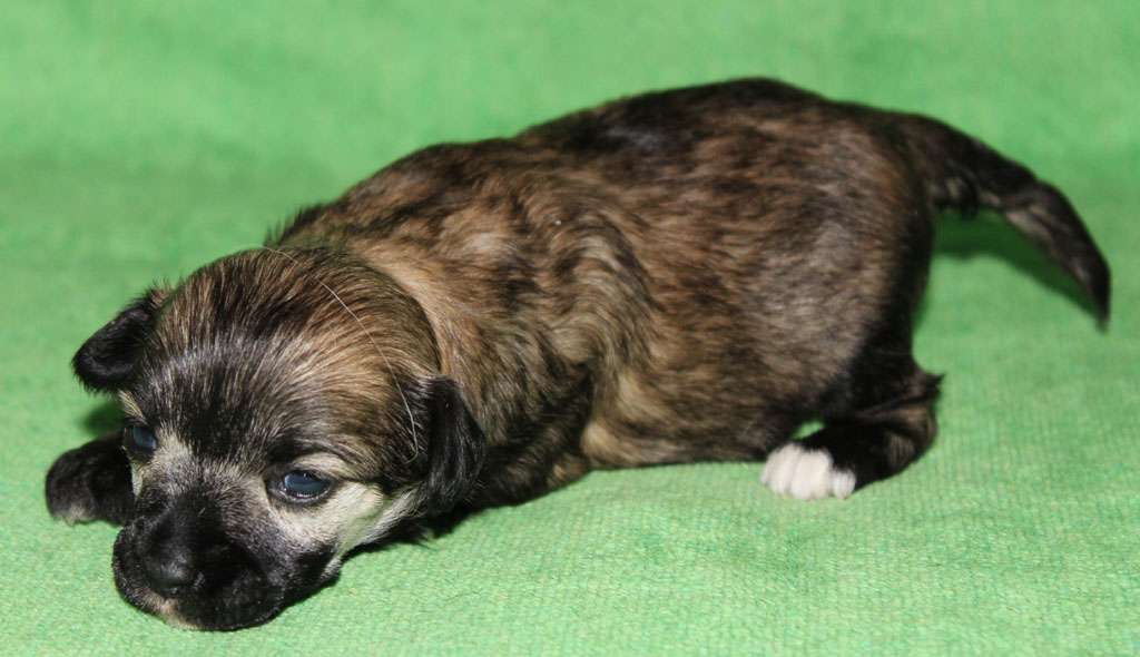 Orchid of crystal de Almamasan