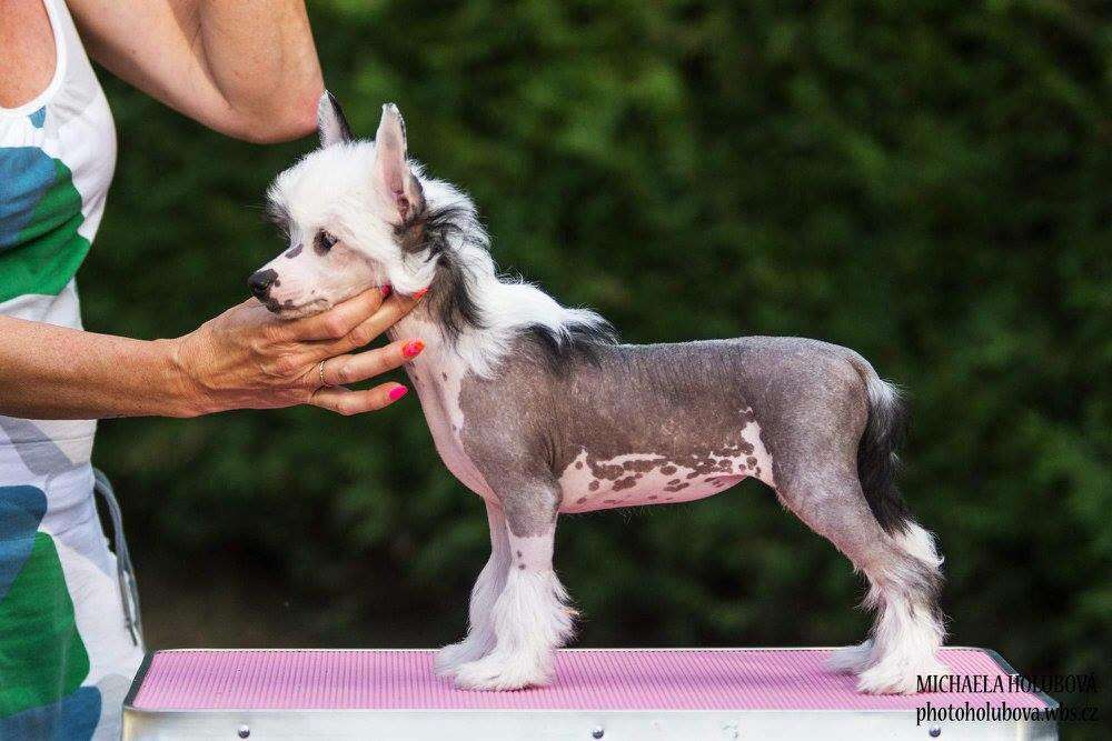 Fur Face Filipina Z Valdorfskych lesu