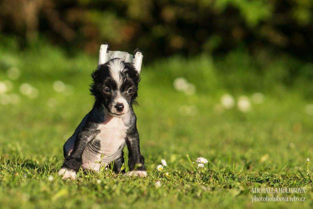 Franco Nero Z Valdorfskych lesu