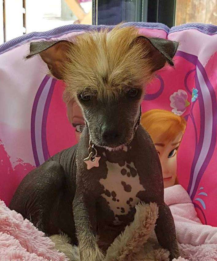 Nash dans les nuages Little Champs