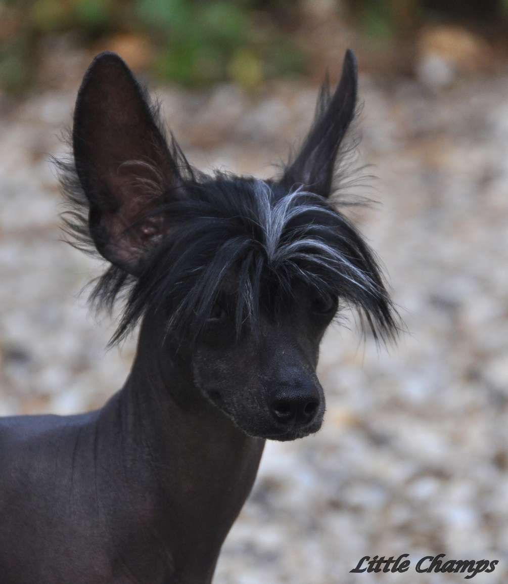 Nashlow Little Champs