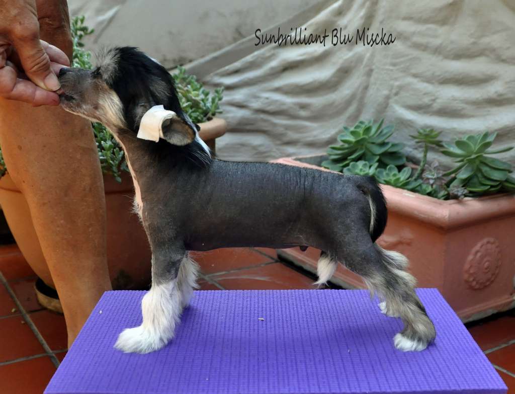 Sunbrilliant Blu Mishka