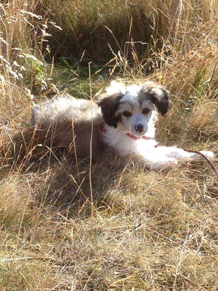 Super Crests Applegreen Emerald