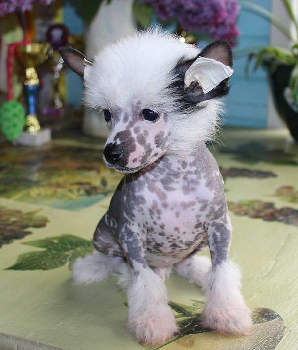 Angel O' Check Dizel