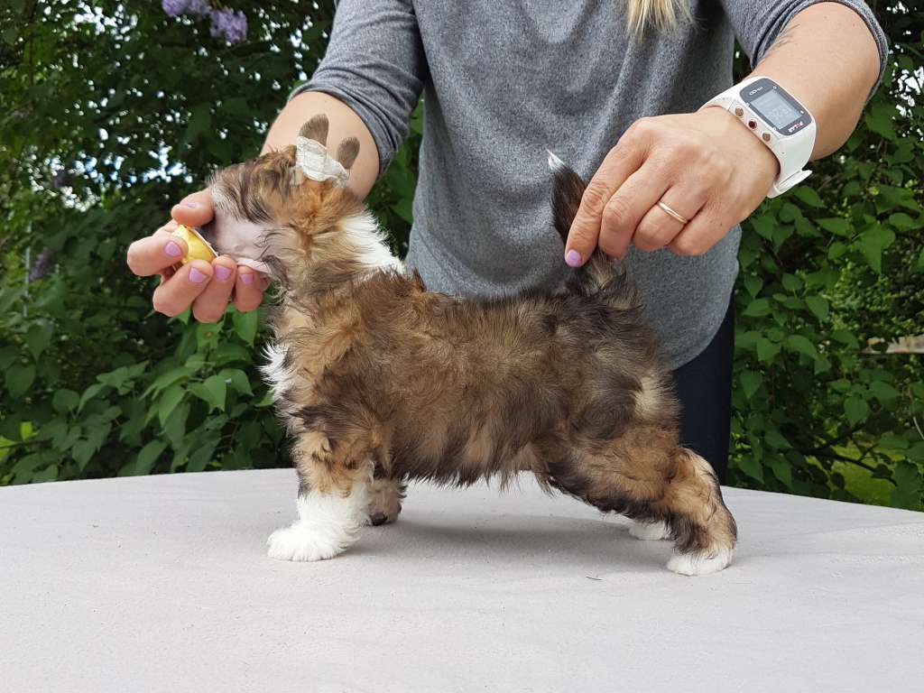 Angel Sprinkle's Baby Badass