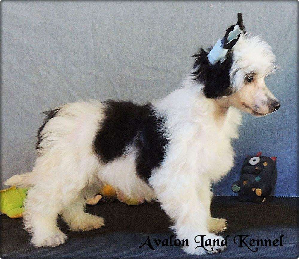 Kelvin Pp Of Avalon Land