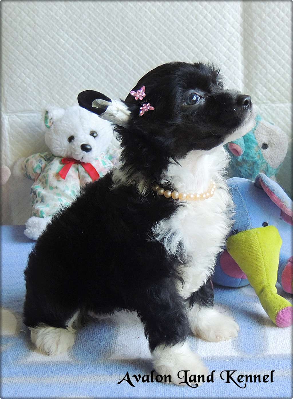 Lakshimi Pp Of Avalon Land