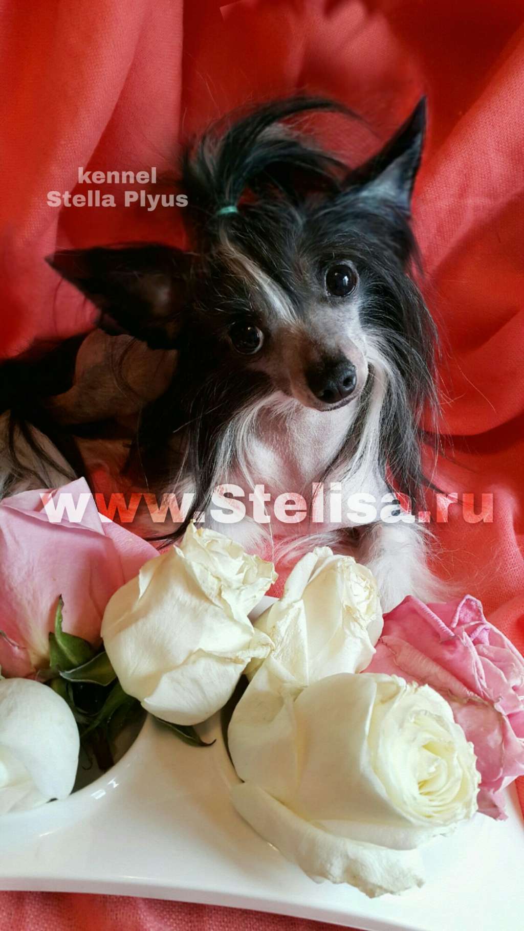 Stella Plyus Ocharovatelnii Elfik