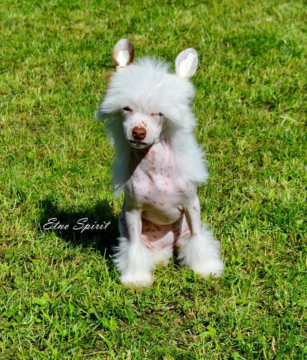 Etno Spirit Rara Avis