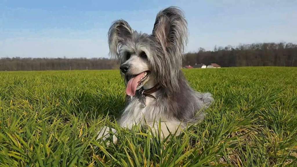 Brixton Chinese Dynasty Family