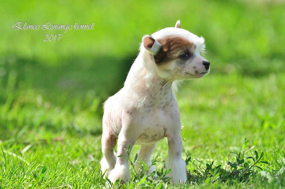 Elance Louange  Chika