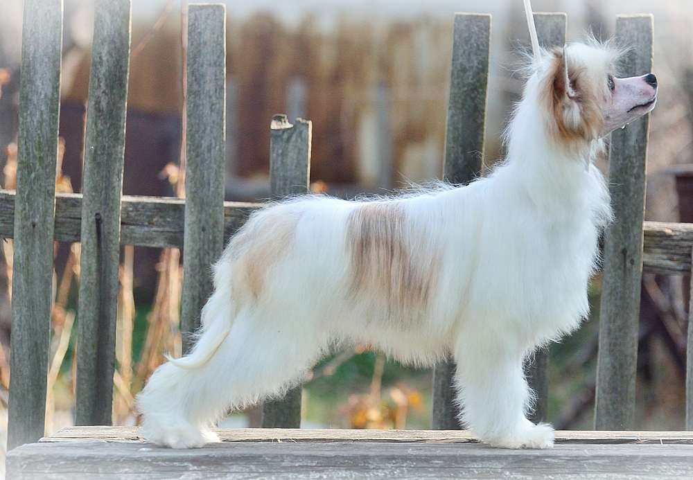 Elance Louange  Chydnaya Shtuchka