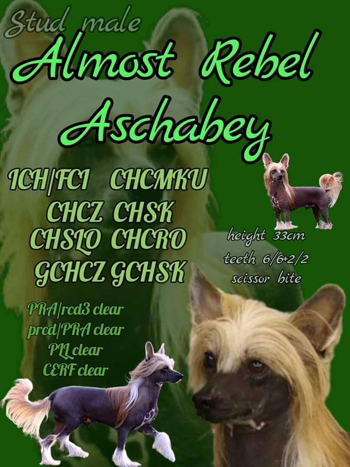 Almost Rebel Aschabey