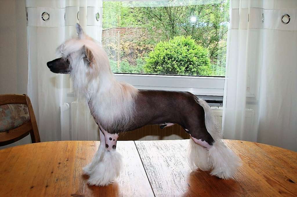 Be My Dog's Rocket in Your Pocket