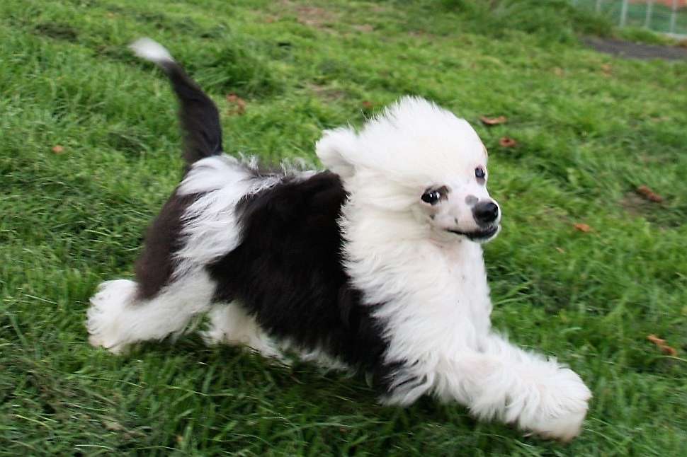 Be Ma Dog's Randy Andy