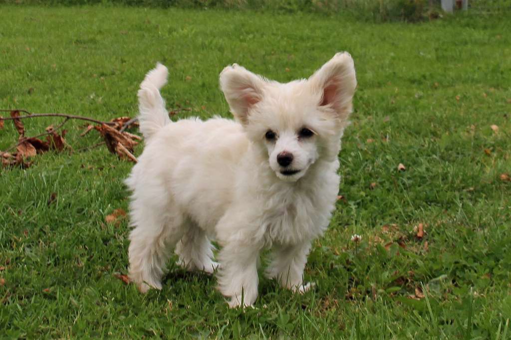 Be My Dog's Ready Stady Go