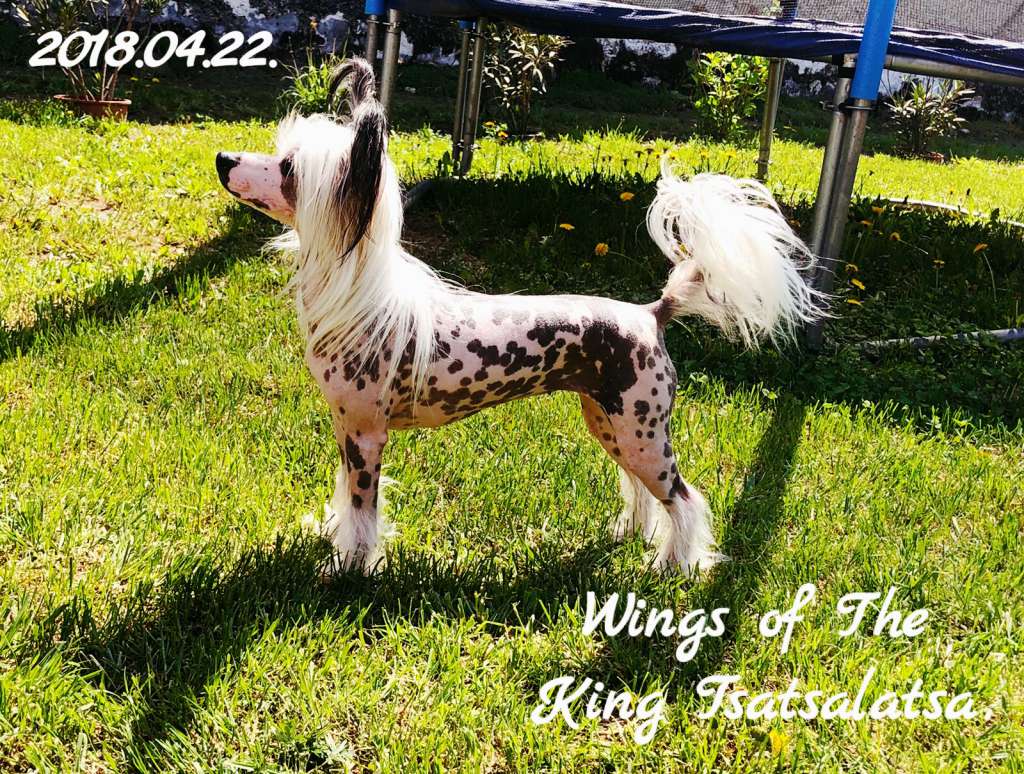 Wings of the King Tsatsalatsa