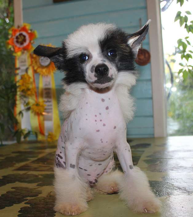 Angel O' Check Amarillis