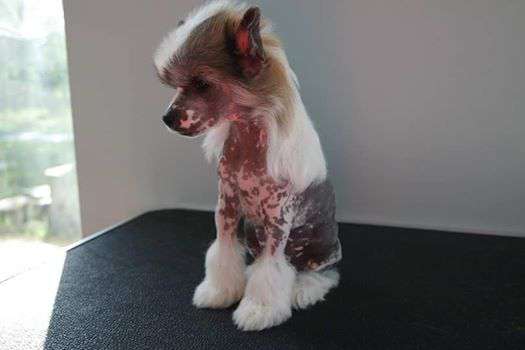 Afrikos Fortuna Buona Sera