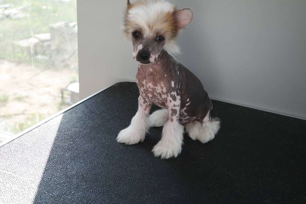 Afrikos Fortuna Buon Pomeriggio